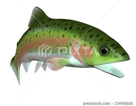 Trout 23048888