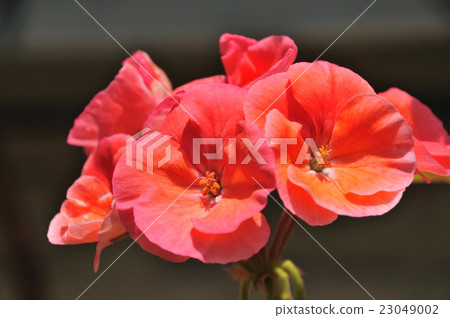 Geranium 23049002