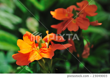 Cross Sandra 23049003