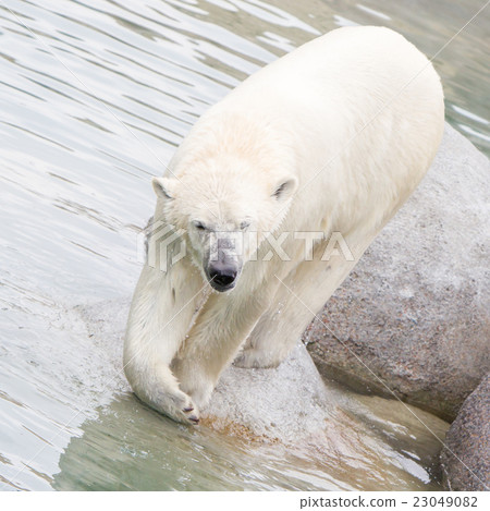 Close-up of a polarbear (icebear) Close-up of a polarbear (icebear) 23049082