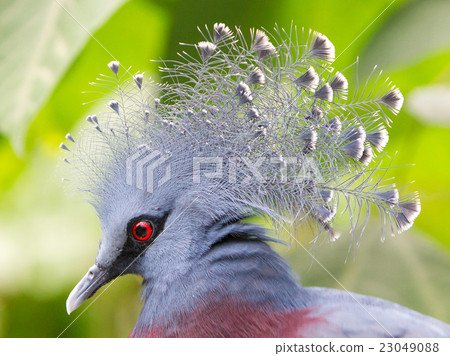 Victoria Crowned bird (Goura victoria) Victoria Crowned bird (Goura victoria) 23049088
