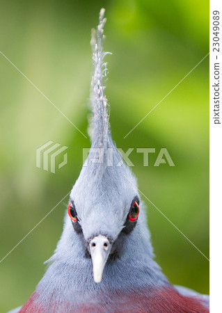 Victoria Crowned bird (Goura victoria) 23049089