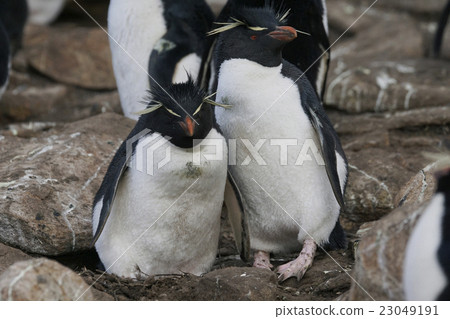 southern rockhopper penguin, courting, avian 23049191