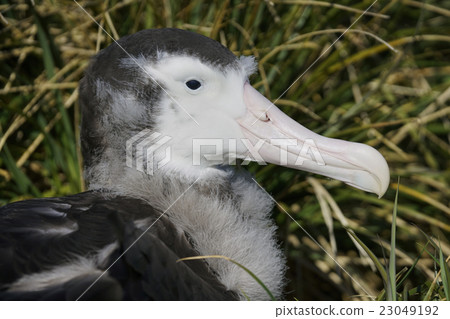 sea bird, seabird, seabirds 23049192