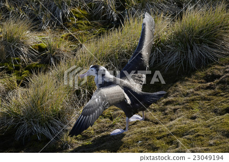 sea bird, seabird, seabirds 23049194