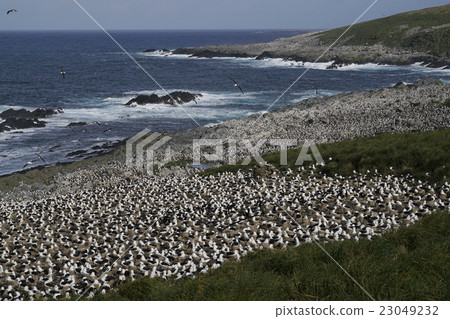 falkland islands, avian, sea bird 23049232
