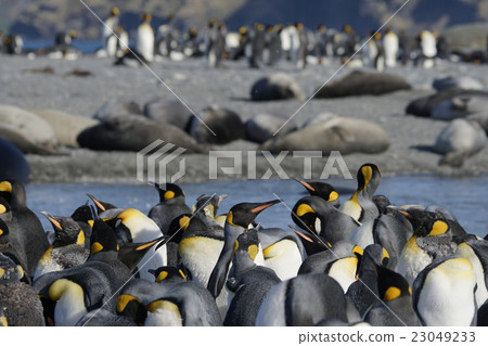 king penguin, pack, avian 23049233