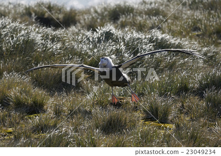 sea bird, seabird, seabirds 23049234