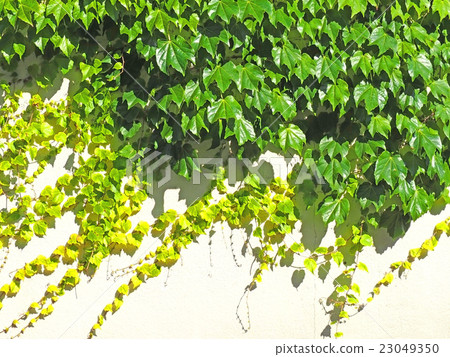 Ivy and white wall Ivy and white wall 23049350