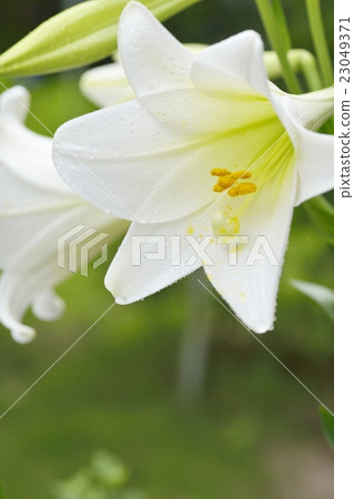 easter lily easter lily 23049371