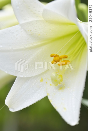 easter lily easter lily 23049372