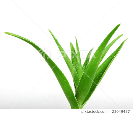 Aloe Vera Aloe Vera 23049427