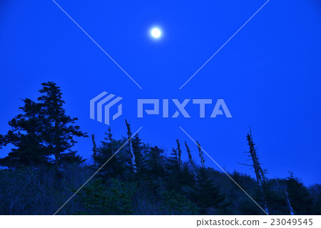 White bones forest of moonlit night (Saijo city Ehime Forest, Ehime prefecture) 23049545