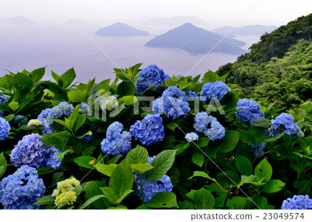 Hydrangea bluish purple cloud mountain (Kirikawa prefecture Mifune City Shikama machi purple cloud mountain) Hydrangea bluish purple cloud mountain (Kirikawa prefecture Mifune City Shikama machi purple cloud mountain) 23049574