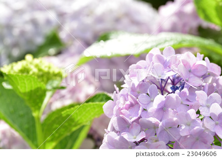 岡山縣小松山公園的繡球花 岡山縣小松山公園的繡球花 23049606