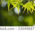 Maple green 23049687