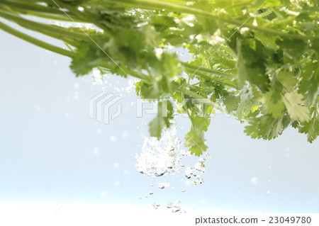 帕庫蒂在水中 23049780