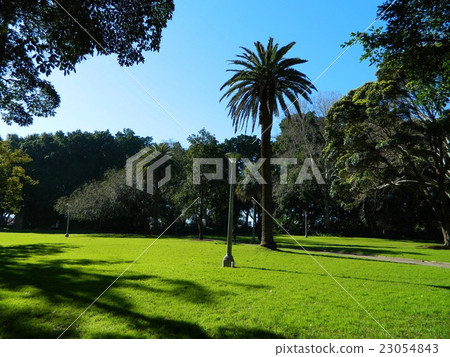 Palm trees Palm trees 23054843
