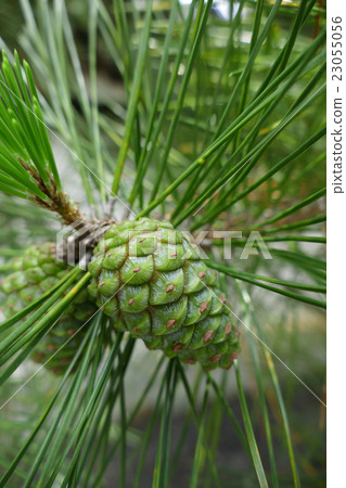 Young pine cones 23055056