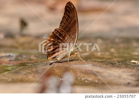Butterfly eating Salt licks on ground 23055707