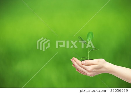 hands holding green plant 23056959