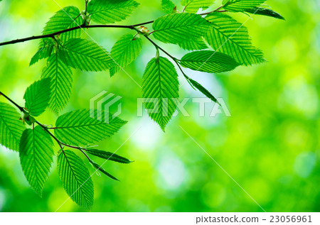 green leaves green leaves 23056961