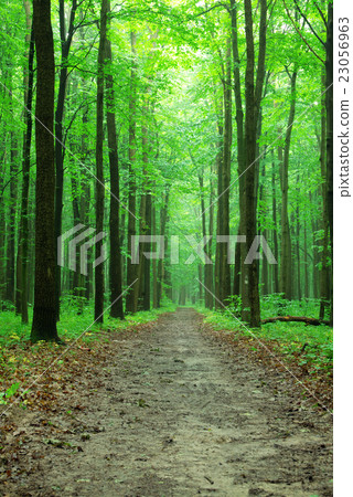 beautiful green forest 23056963
