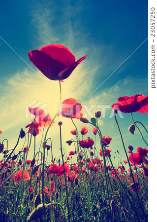 Poppy Flowers 23057250