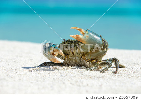 crab on beach 23057309