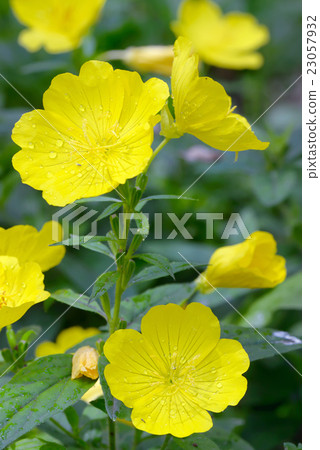 Evening primrose (Oenothera biennis) 23057932