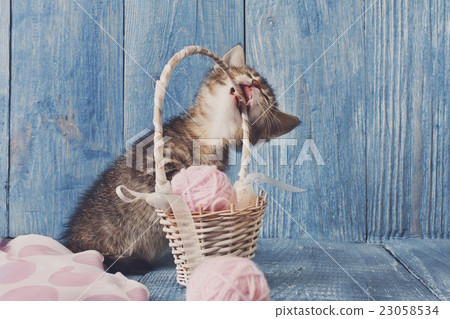 Grey striped kitten gnaw basket at blue wood 23058534