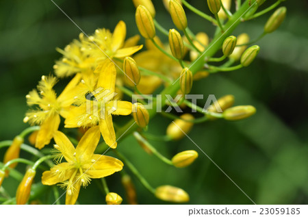 Bulbine natalensis Bulbine natalensis 23059185