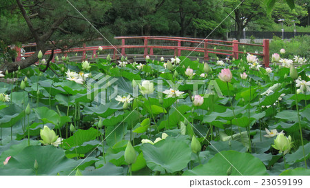 荷花池 23059199