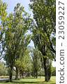 Walking trees 23059227