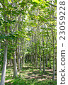 Walking in the fresh green 23059228