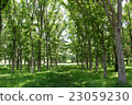 Walking in the fresh green 23059230
