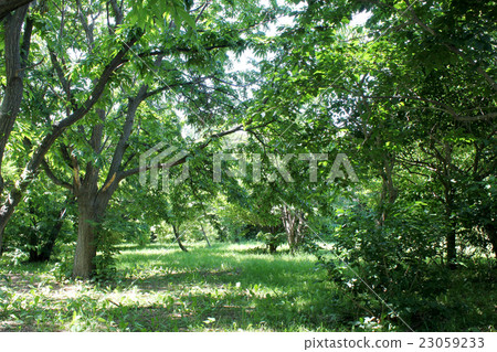 在一個明亮的綠色 23059233