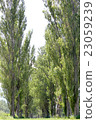 Surrounded by tall trees 23059239