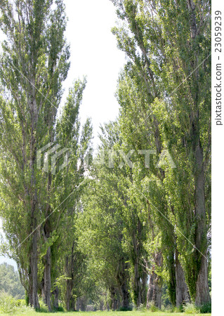 Surrounded by tall trees Surrounded by tall trees 23059239