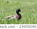A duck hidden in the lawn 23059240