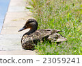 A duck in a break 23059241