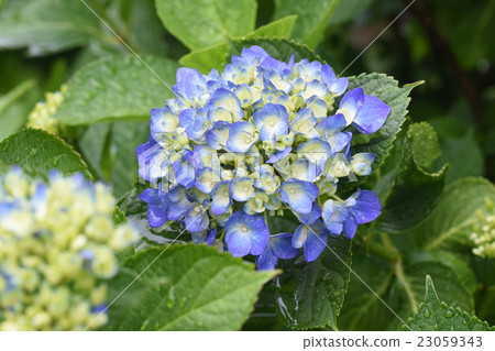 藍色可愛的花 藍色可愛的花 23059343