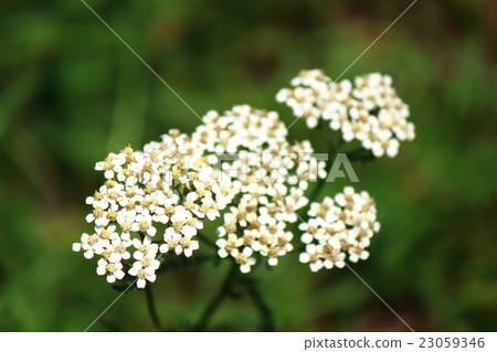 Yarrow 23059346