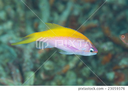 Ever Antias Ever Antias 23059376