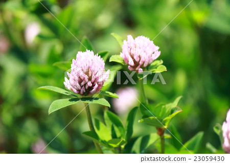 Red Clover Red Clover 23059430