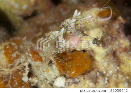 Taurine Minnow Taurine Minnow 23059442