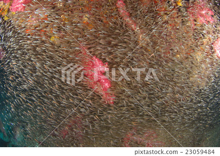 甲蟲群 甲蟲群 23059484