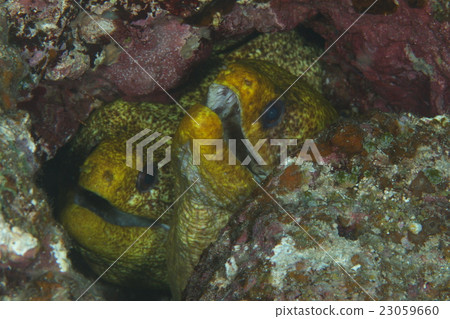 Cuttlefish Cuttlefish 23059660