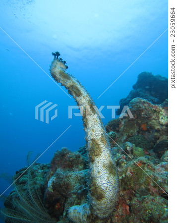Sea cucumber purification Sea cucumber purification 23059664