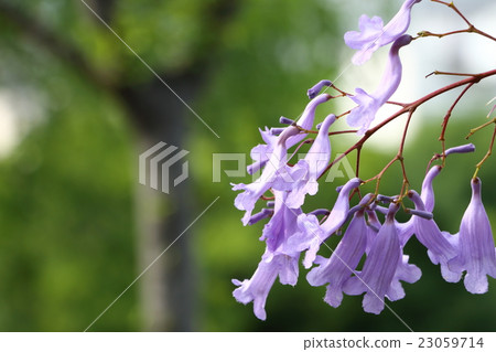 Jacaranda·大阪市Yahataya公園(六月) Jacaranda·大阪市Yahataya公園(六月) 23059714